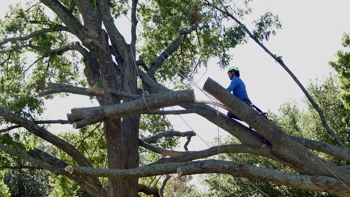 Professional Crown Thinning performed by certified arborists in Spearman