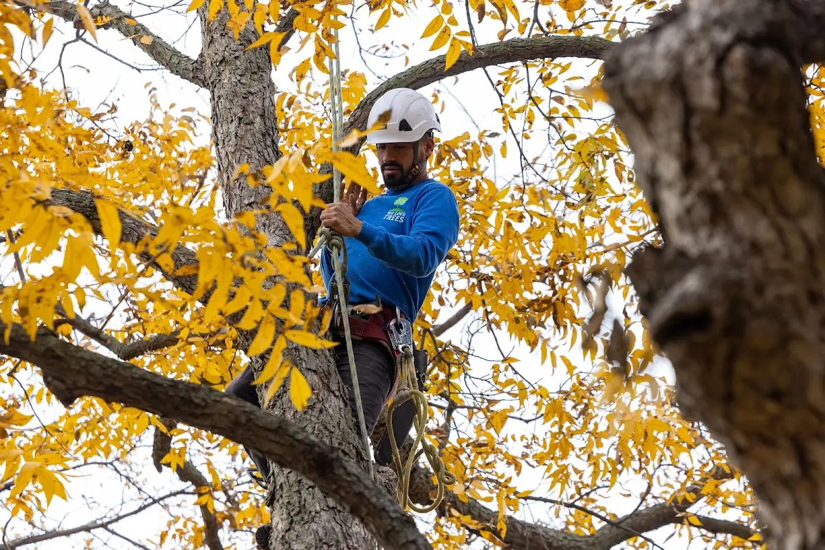 Skilled Storm Damage Cleanup crew working in Spearman